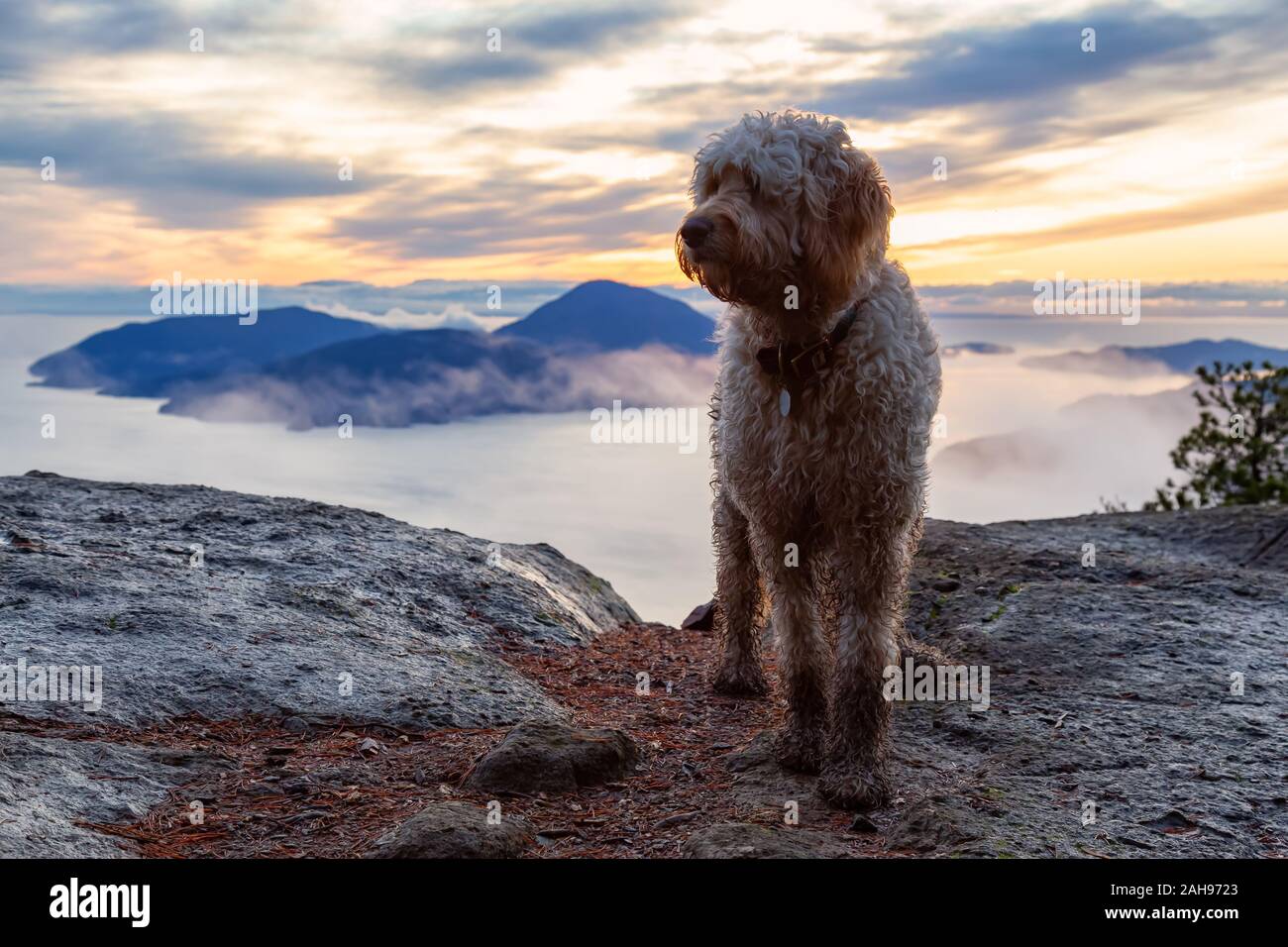 Hund Wandern in den Bergen Stockfoto