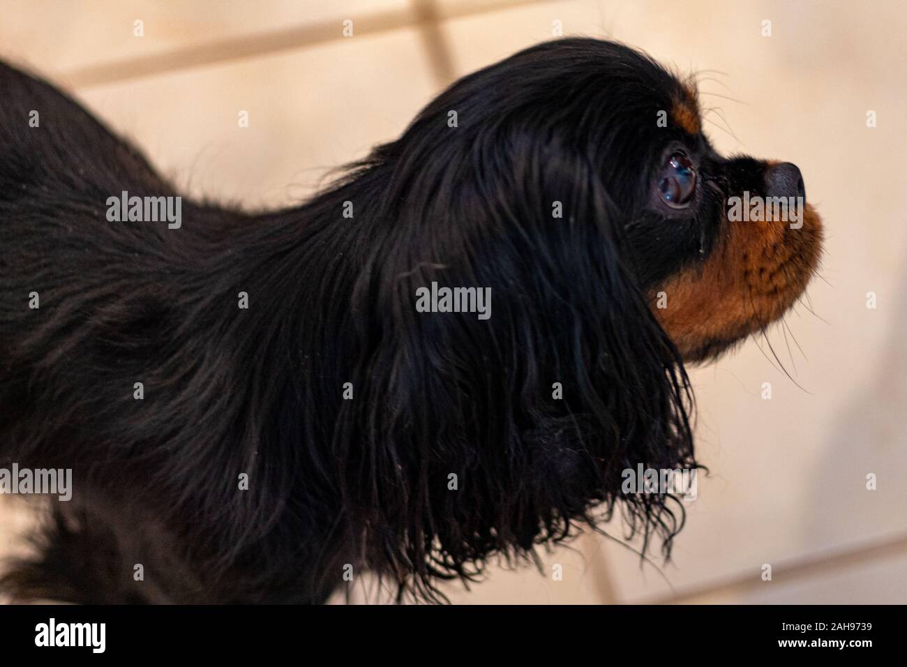 Ein Cavalier King Charles Spaniel ist in einem Profil Ansicht der Seite ihr Gesicht gesehen. Der Hund hat Schwarz und tan Färbung der Rasse. Stockfoto