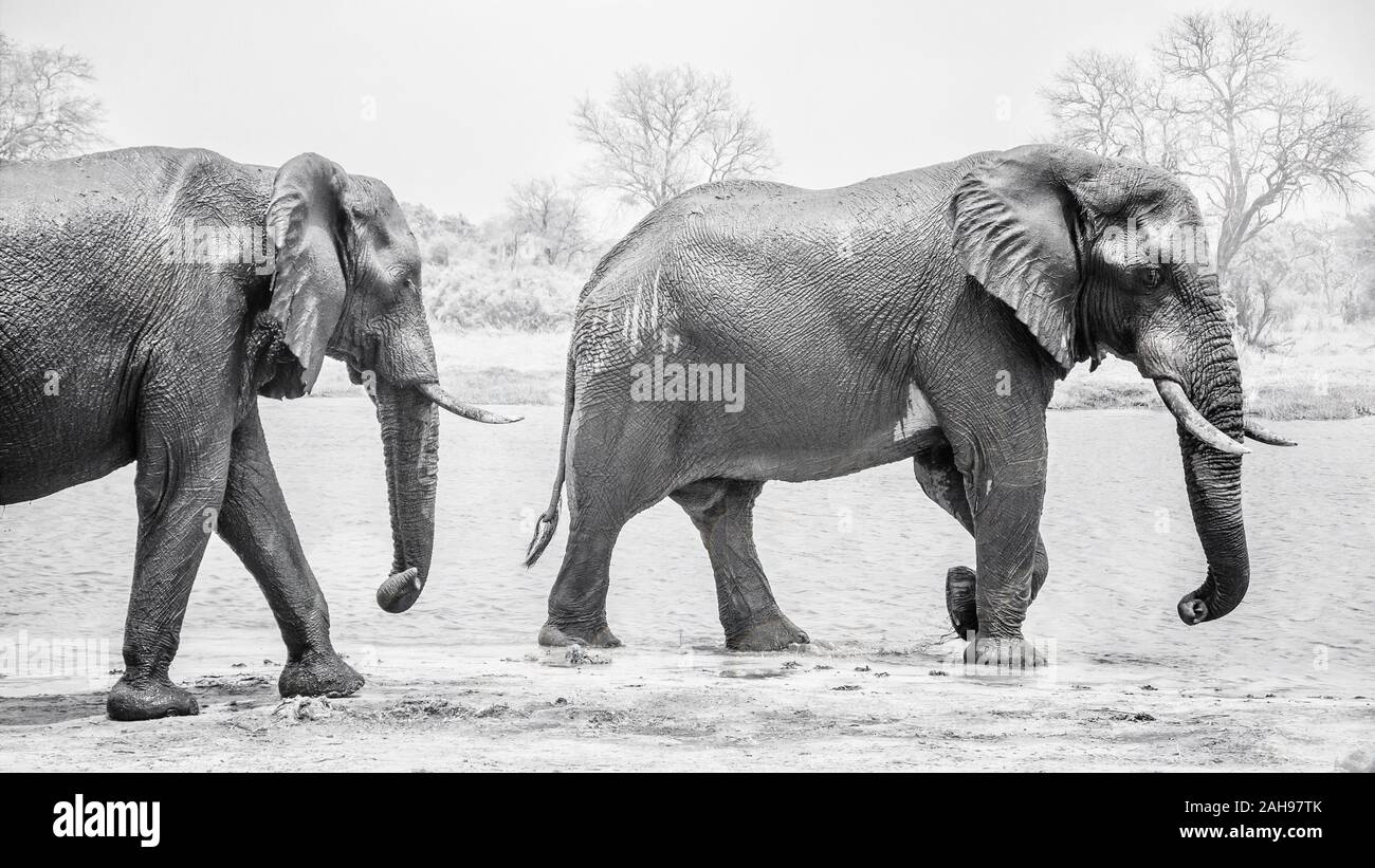 Schwarz-weiß Foto von zwei großen männlichen, nassen und schlammigen Elefanten mit Stoßzähnen, Wandern entlang der Ufer in Botswana. Stockfoto