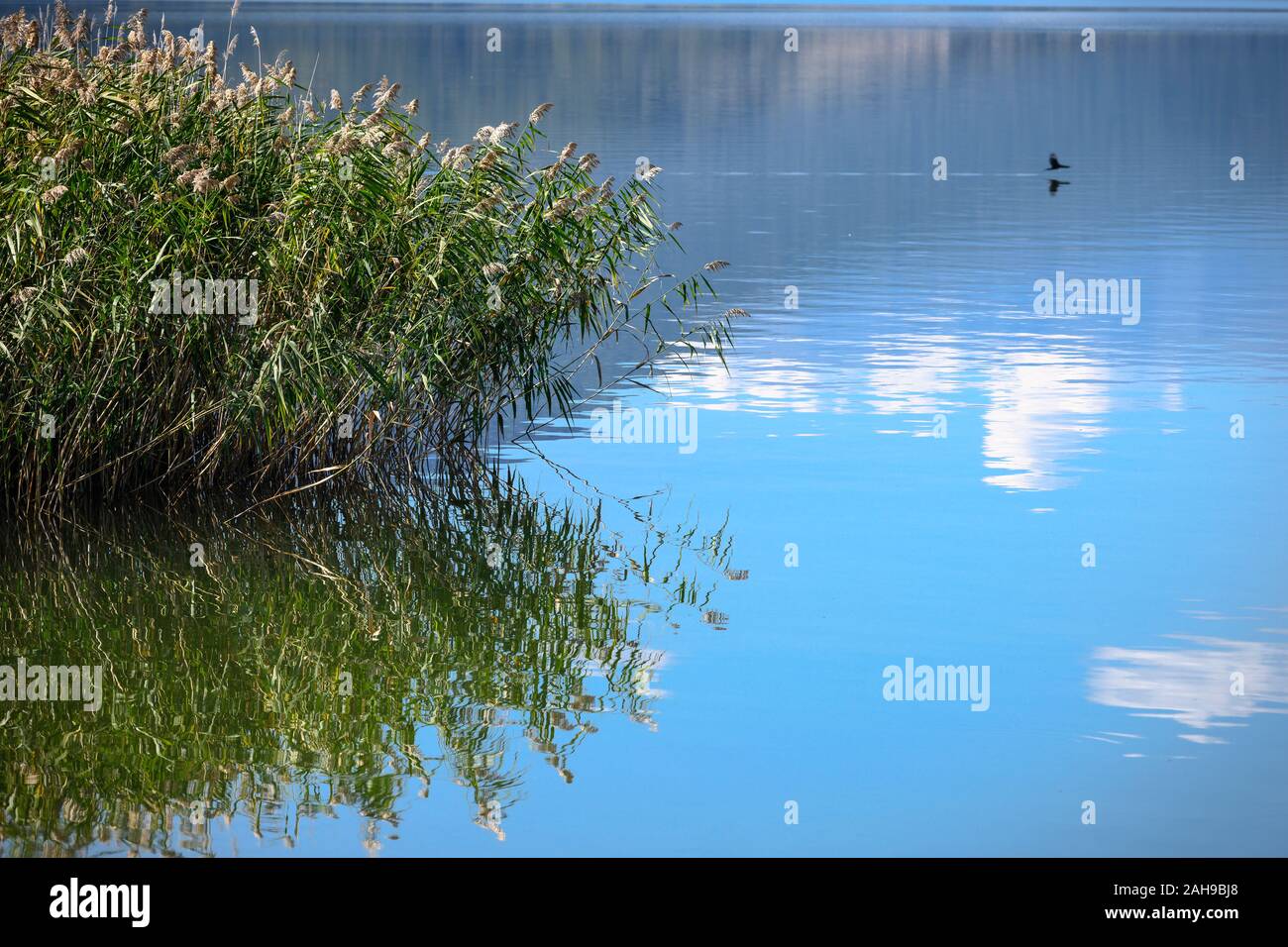 Wasser, Schilf auf Mikri Prespa See in der Ortschaft Mikrolimni in Mazedonien, im Norden Griechenlands. Stockfoto