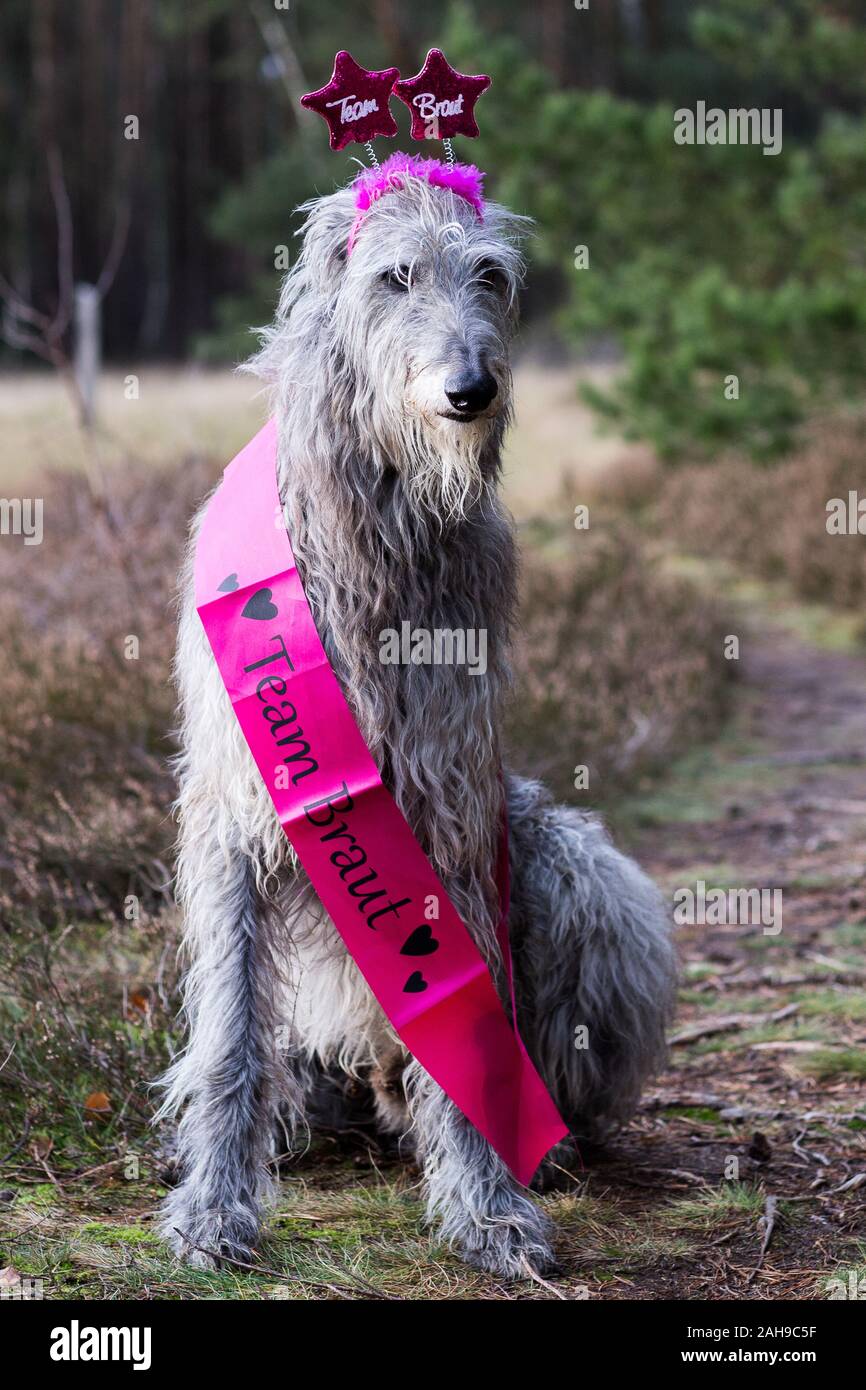 Scottish deerhound für Junggesellenabschied gekleidet Stockfoto