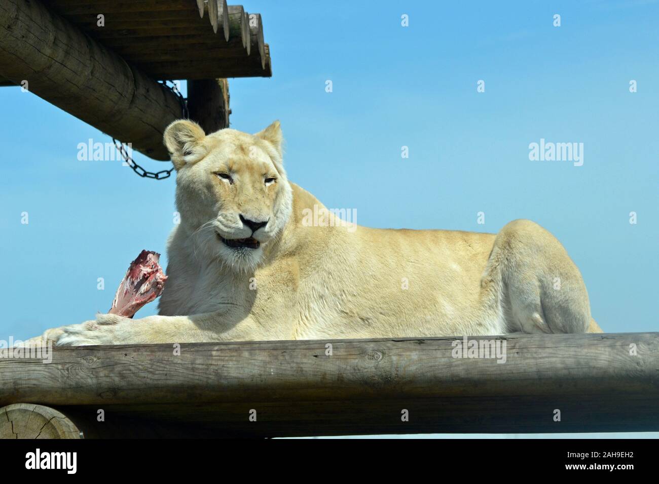 Löwin genießen Sie ein Stück Fleisch an der West Midland Safari Park, Bad Salzungen, Worcestershire, England, Großbritannien Stockfoto