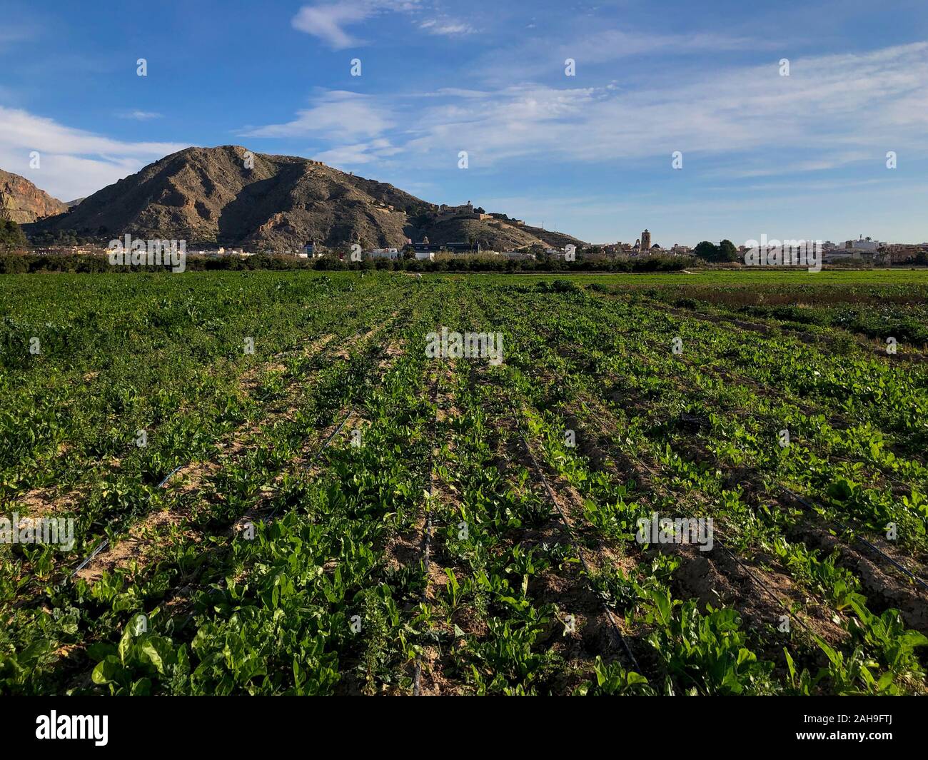 Bebautes Feld mit Bergen im Hintergrund und die Stadt Orihuela, Orihuela, Costa Blanca, Alicante, Spanien Stockfoto