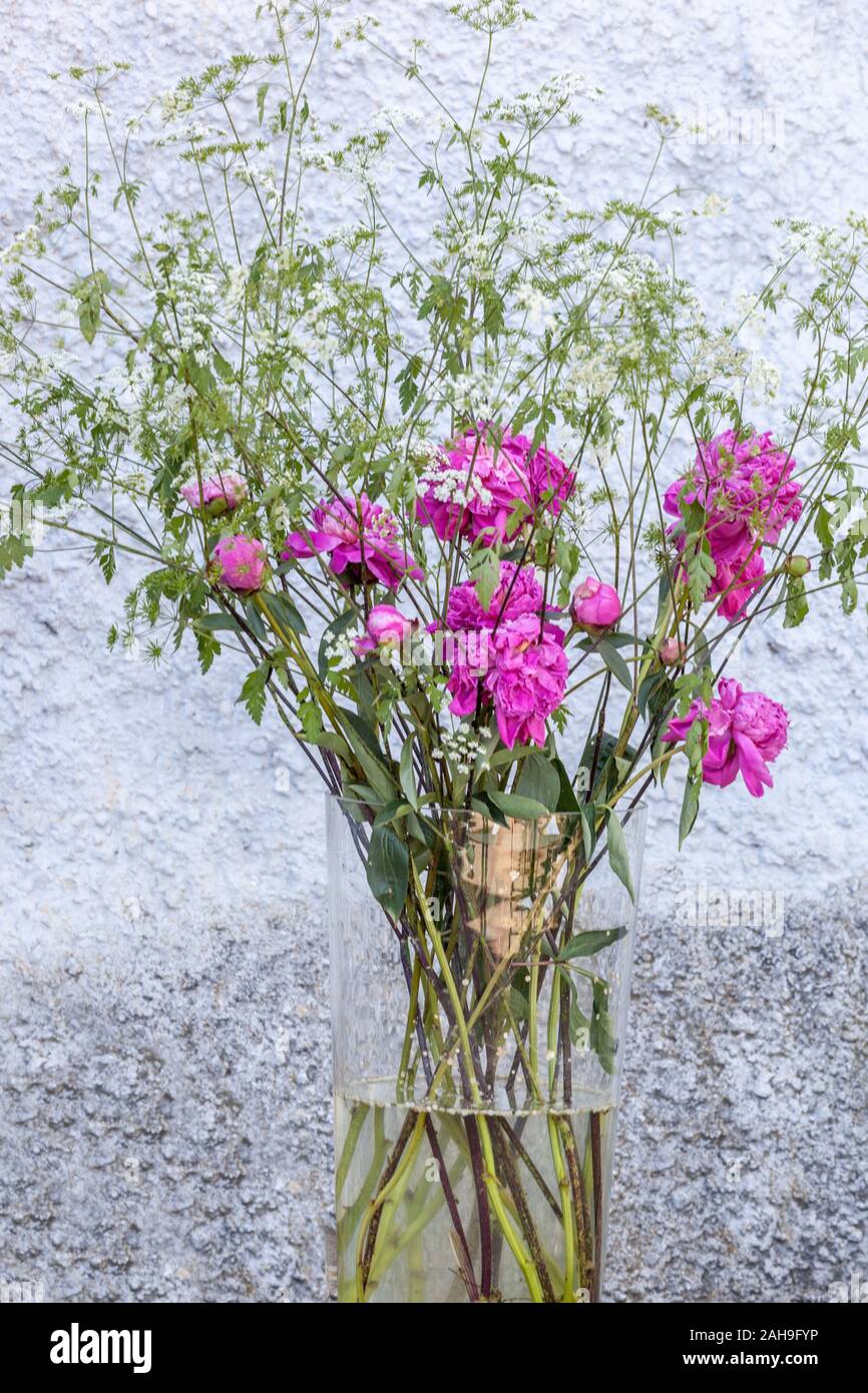 Blumen in Vase, rosa Pfingstrosenvase aus Garten Stockfoto