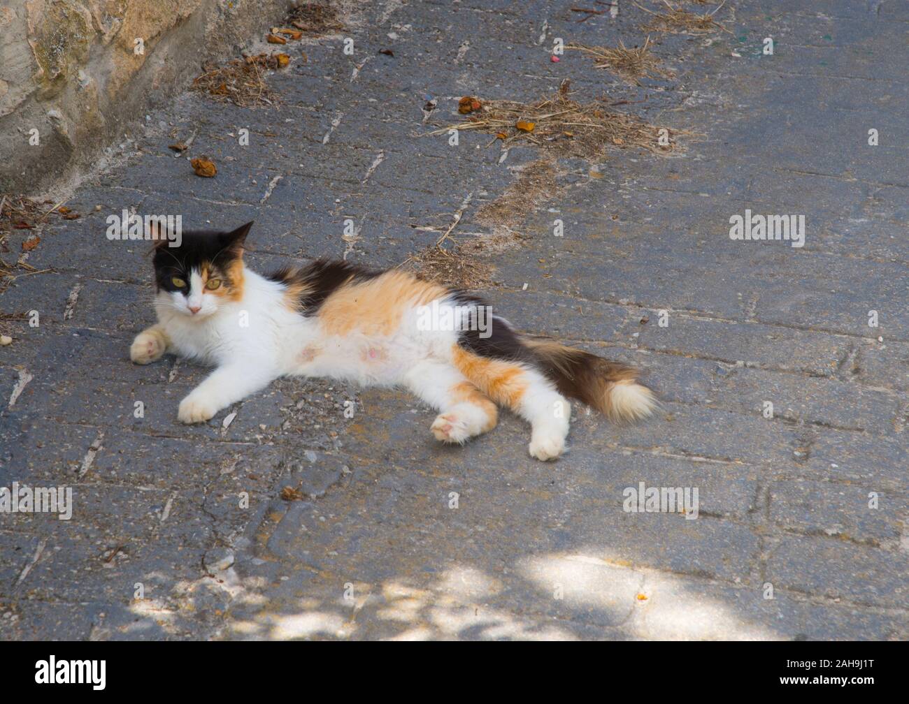 Dreifarbige Katze. Stockfoto