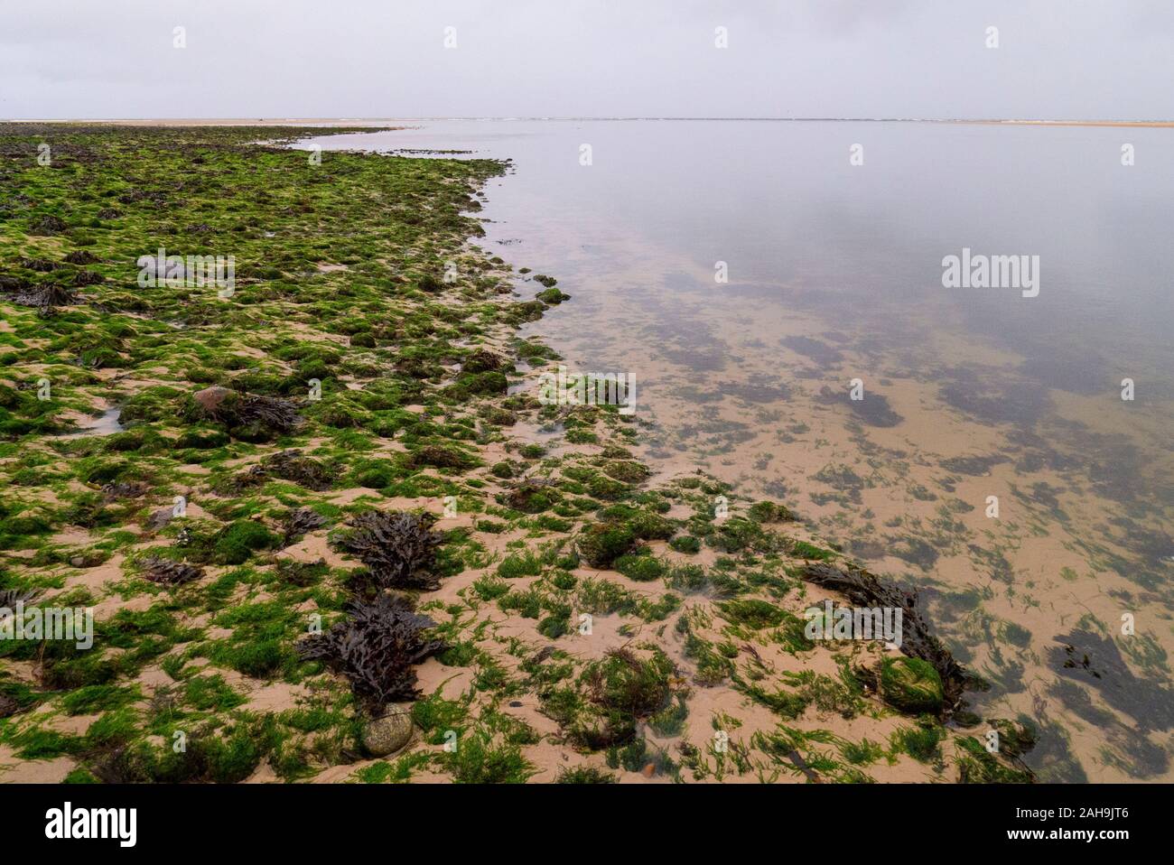 Am Strand am Loch Flotte Schottland Großbritannien Algen Stockfoto