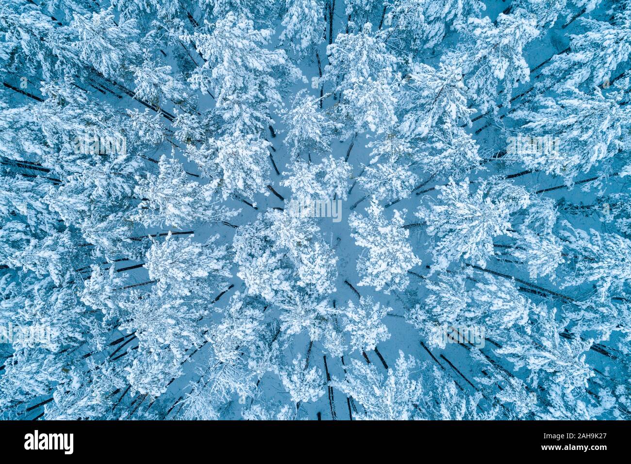 Ansicht von oben in einem Pinienwald mit Schnee bedeckt. Bäume mit Schnee bedeckt. Bird's-eye Stockfoto