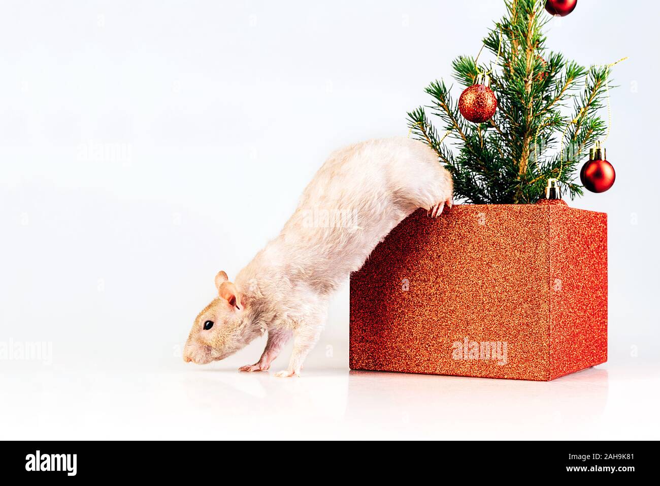 Weiße reinrassige Ratte springen aus einem Kasten mit Weihnachtsbaum Stockfoto