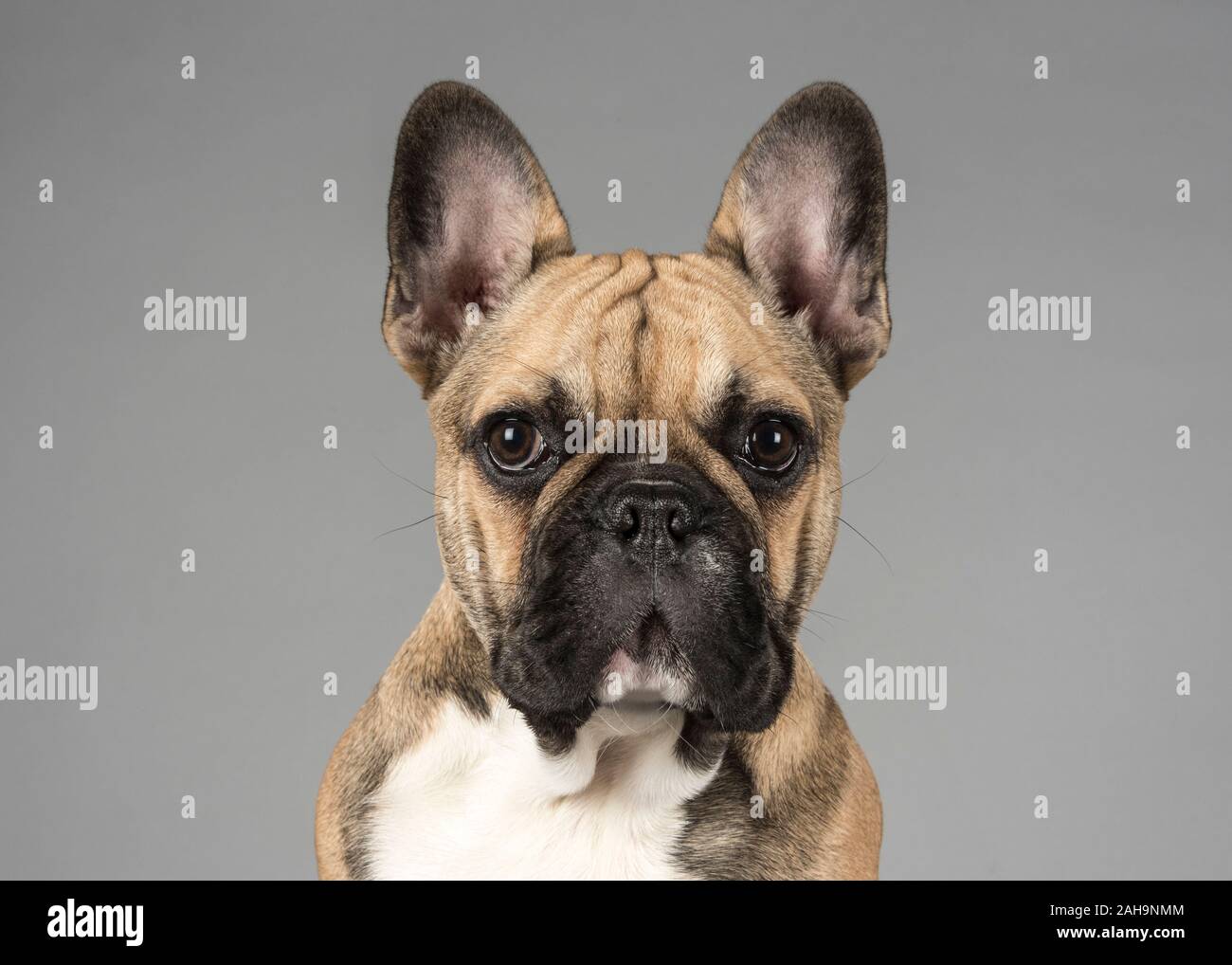 4.5 Monate alte französische Bulldogge, Rüde, Fawn, UK Stockfoto