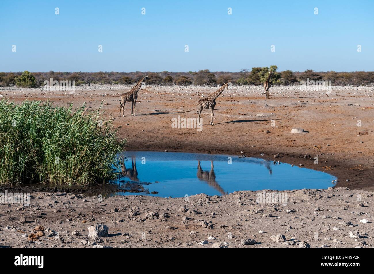 Angolas Giraffa giraffa Giraffen - angolensis in der Nähe von einem Wasserloch im Etosha National Park, Namibia. Stockfoto