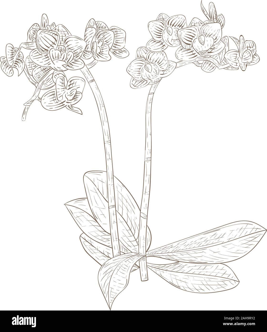 Phalaenopsis Orchidee. Hand Skizze gezeichnet Stock Vektor