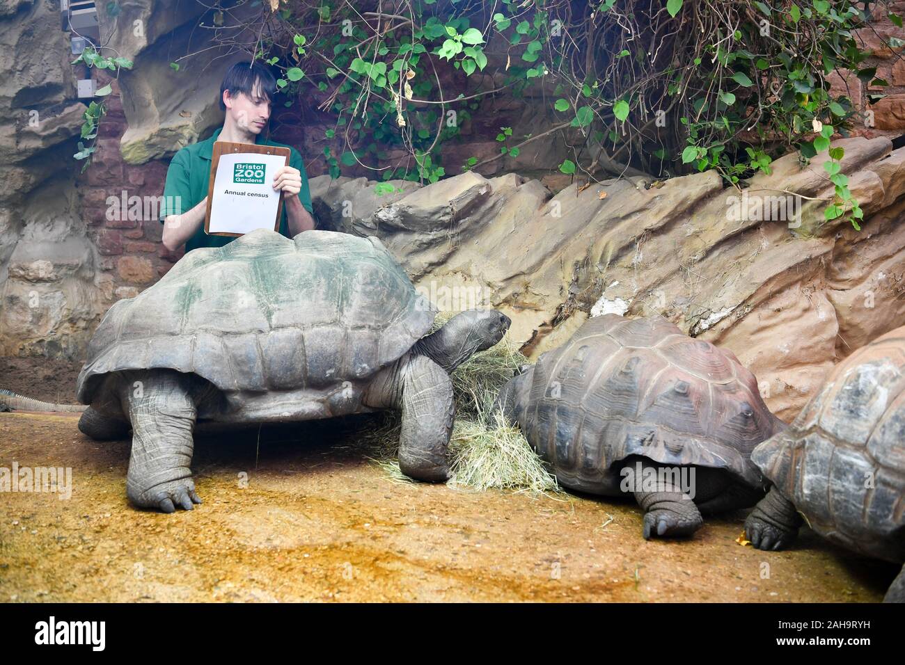 Riesenschildkröte Nummern werden während der jährlichen Inventur in Bristol Zoo getickt. Stockfoto