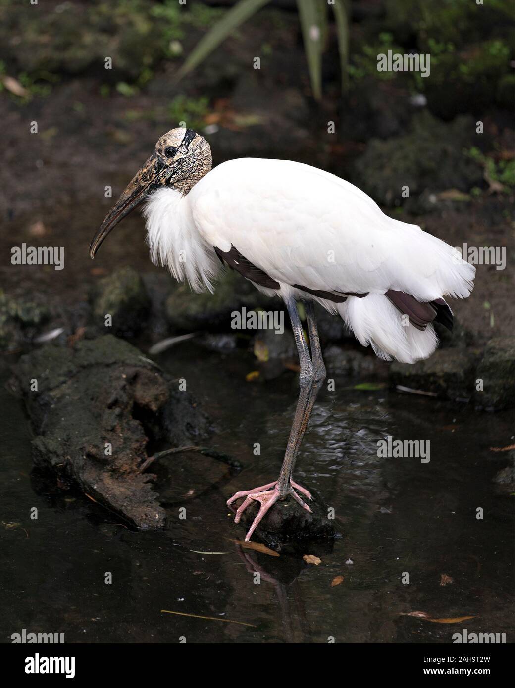 Holz Storch Vogel close-up Profil anzeigen, indem Sie das Wasser mit einem Bokeh Hintergrund angezeigte weiße Federn Gefieder, Körper, Kopf, Augen, Schnabel, langen Hals, lange l Stockfoto