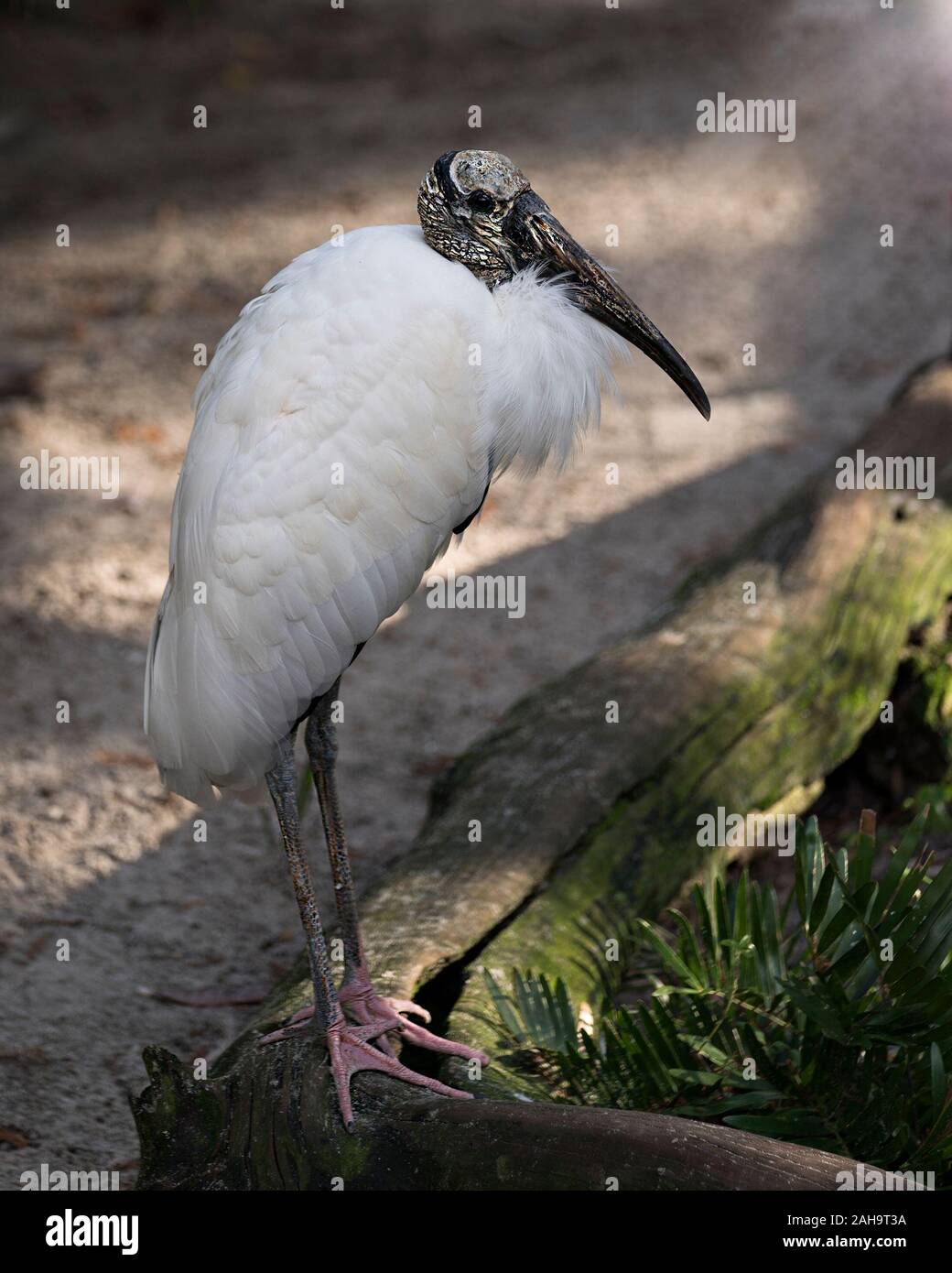 Holz Storch Vogel close-up Profil anzeigen im Wasser mit einem Bokeh Hintergrund anzeigen weißes Gefieder, Körper, Kopf, Augen, Schnabel, langen Hals, Weiß und Schwarz Stockfoto