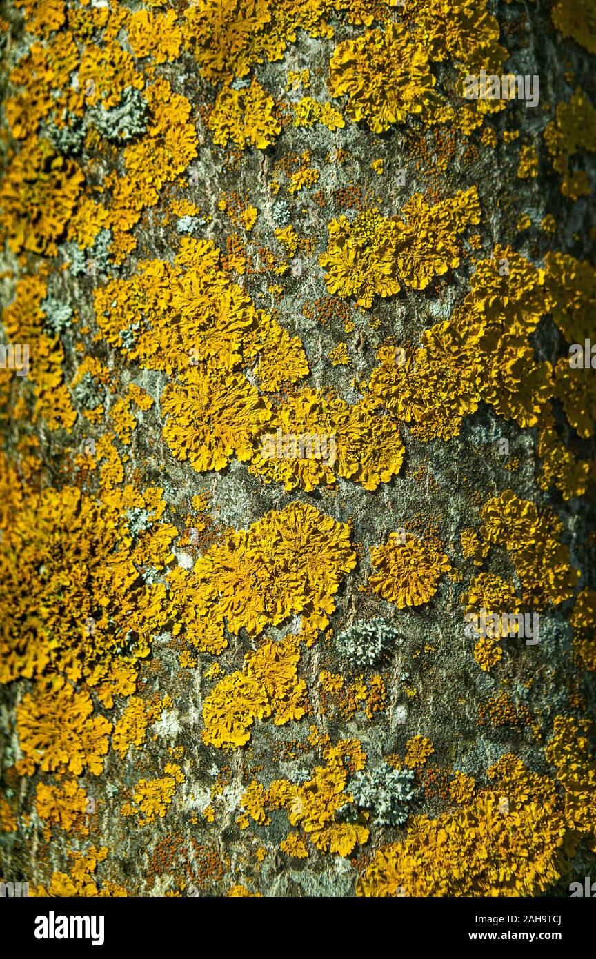 Xanthoria parietina gelben Flechten auf trockenes Holz Stockfoto