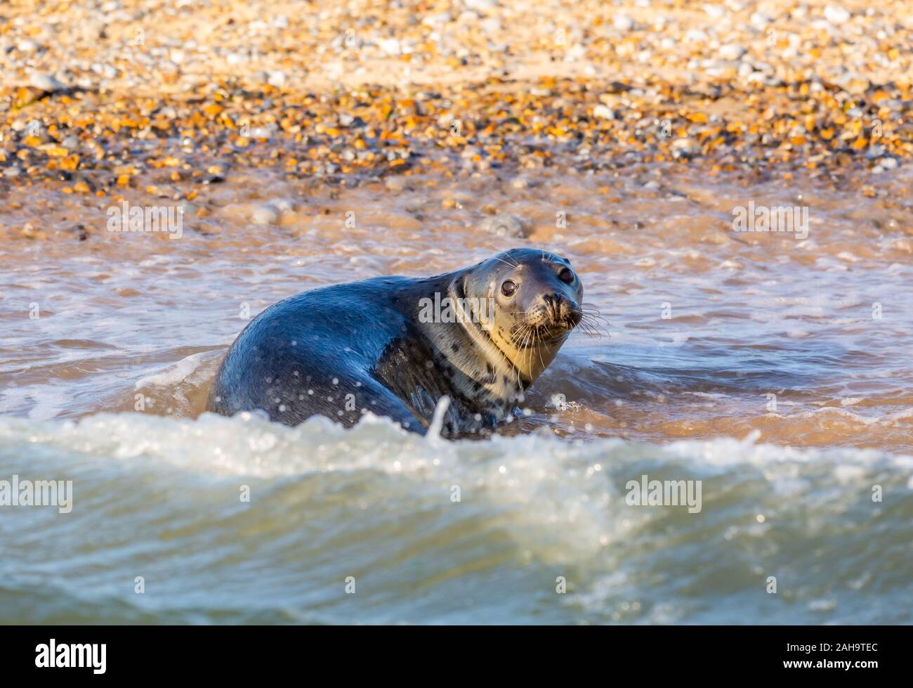 Eine Dichtung beaching durch die Brandung und der Blick zurück über die Schulter in die Kamera. Stockfoto