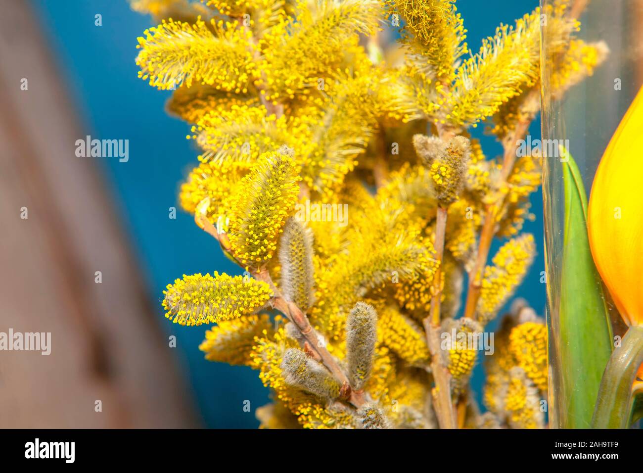 Strauß gelber Knospen und Blüten Stockfoto