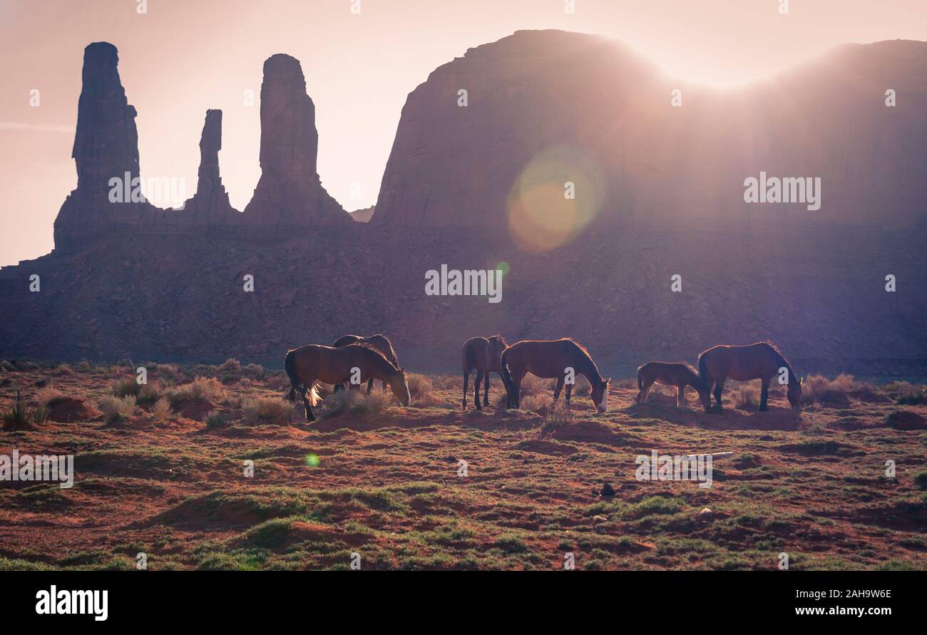 Pferde im Monument Valley, Utah. Stockfoto