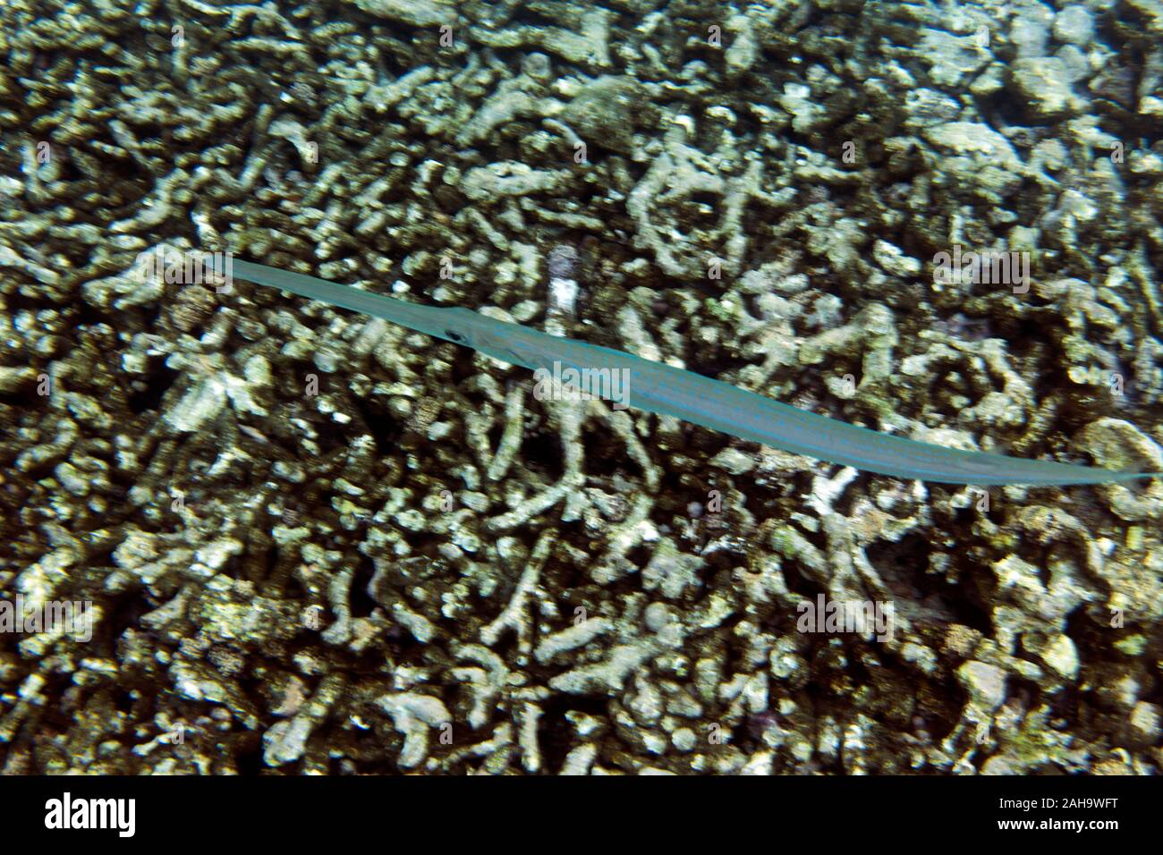 Eine schöne Blaupunktrochen cornetfish im Meer der Seychellen. Stockfoto