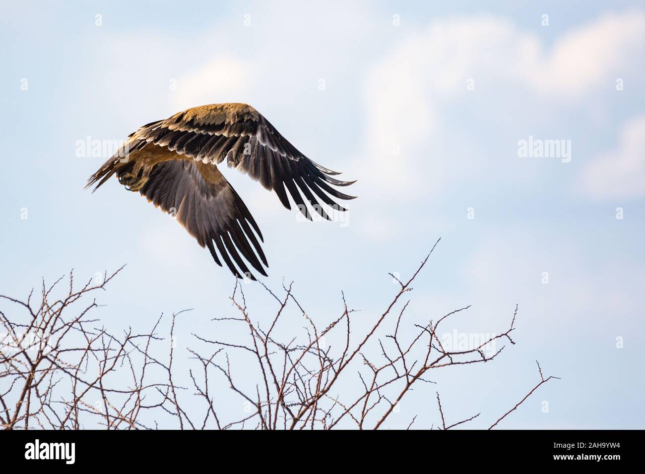 Flying Bird of Prey (Wahlberg's Eagle), erstaunliche flying Haltung, Namibia Stockfoto