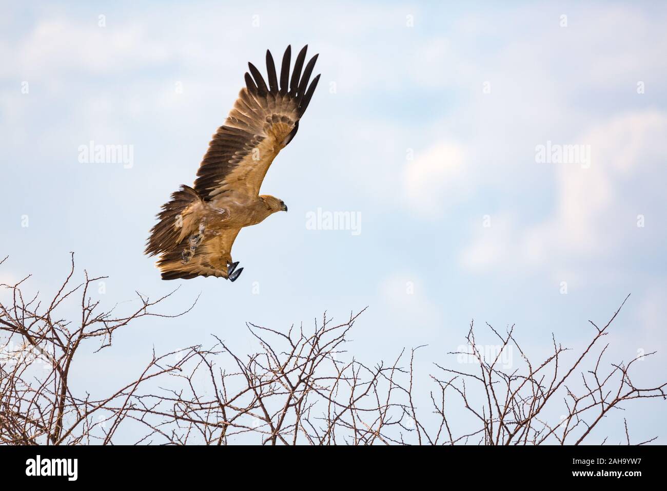 Flying Bird of Prey (Wahlberg's Eagle), Namibia Stockfoto
