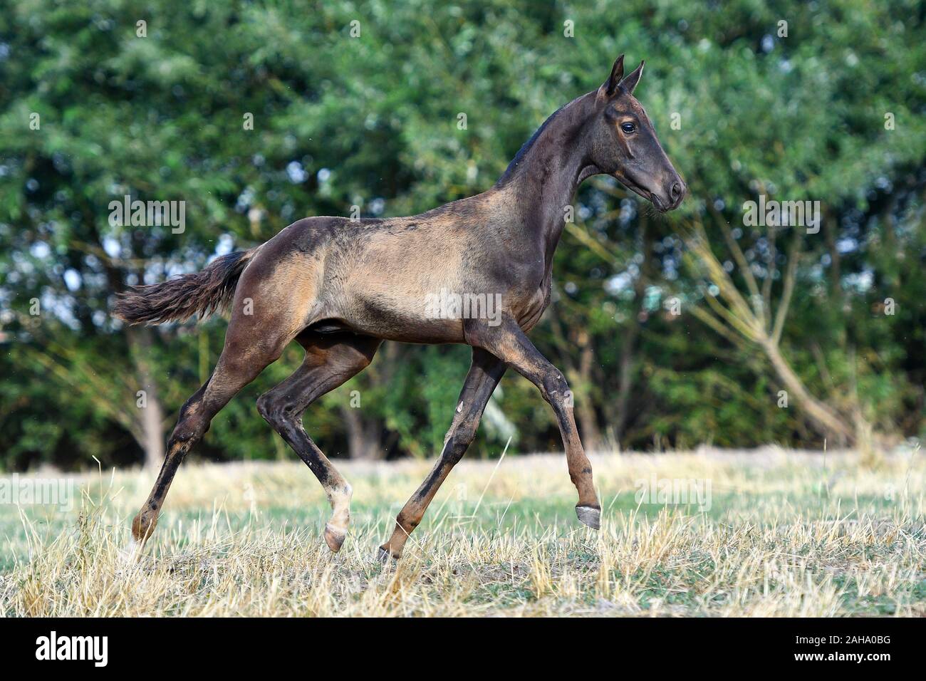 Schwarz Achaltekkiner Teke Fohlen, die im Sommer Feld. In Bewegung, Seitenansicht. Stockfoto