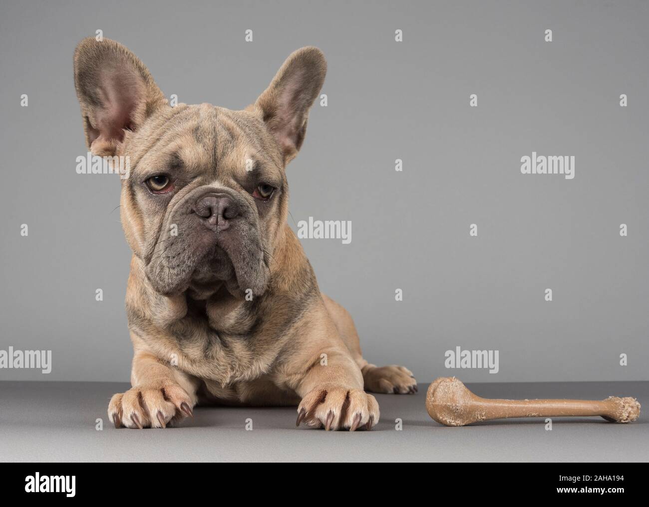 Französische Bulldogge, die es leicht macht, fotografiert in Großbritannien. Stockfoto