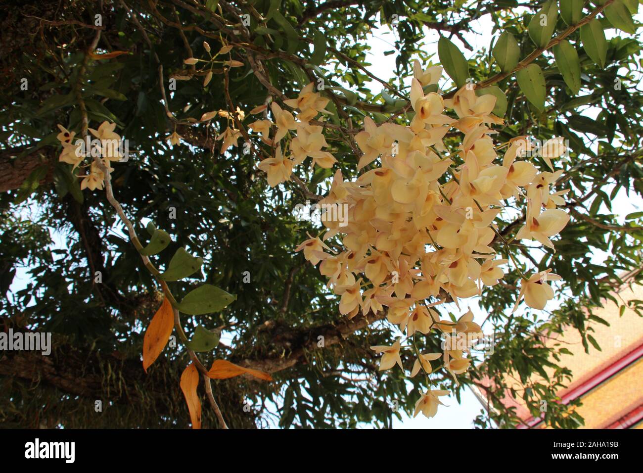 Blühende Orchideen in einem Garten in Luang Prabang (Laos) Stockfoto