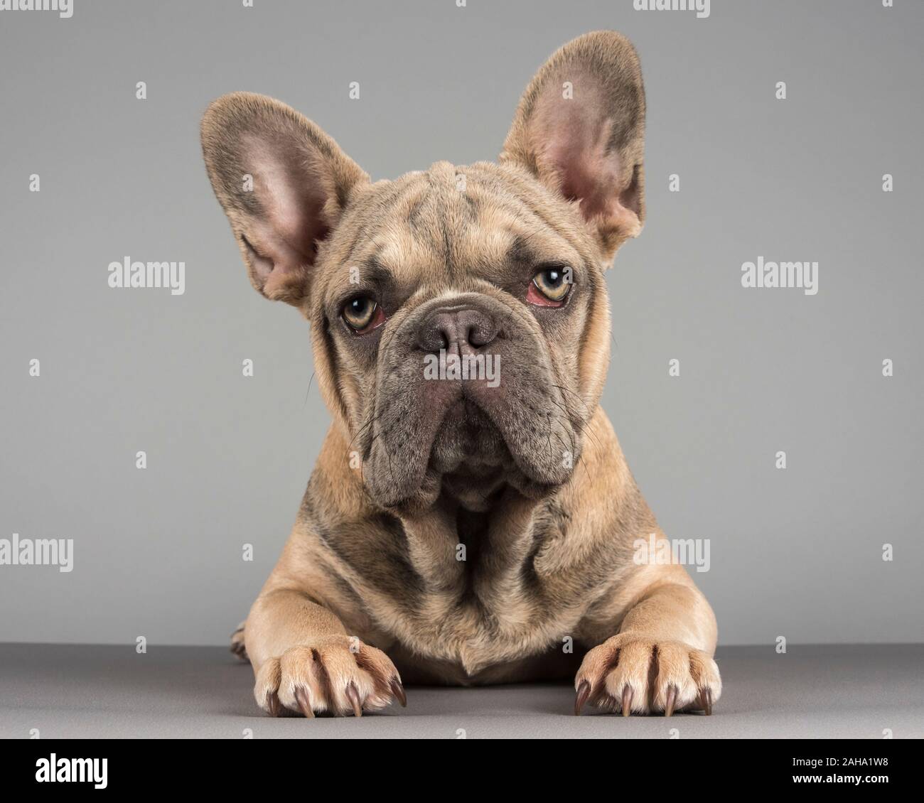 Französische Bulldogge, die es leicht macht, fotografiert in Großbritannien. Stockfoto