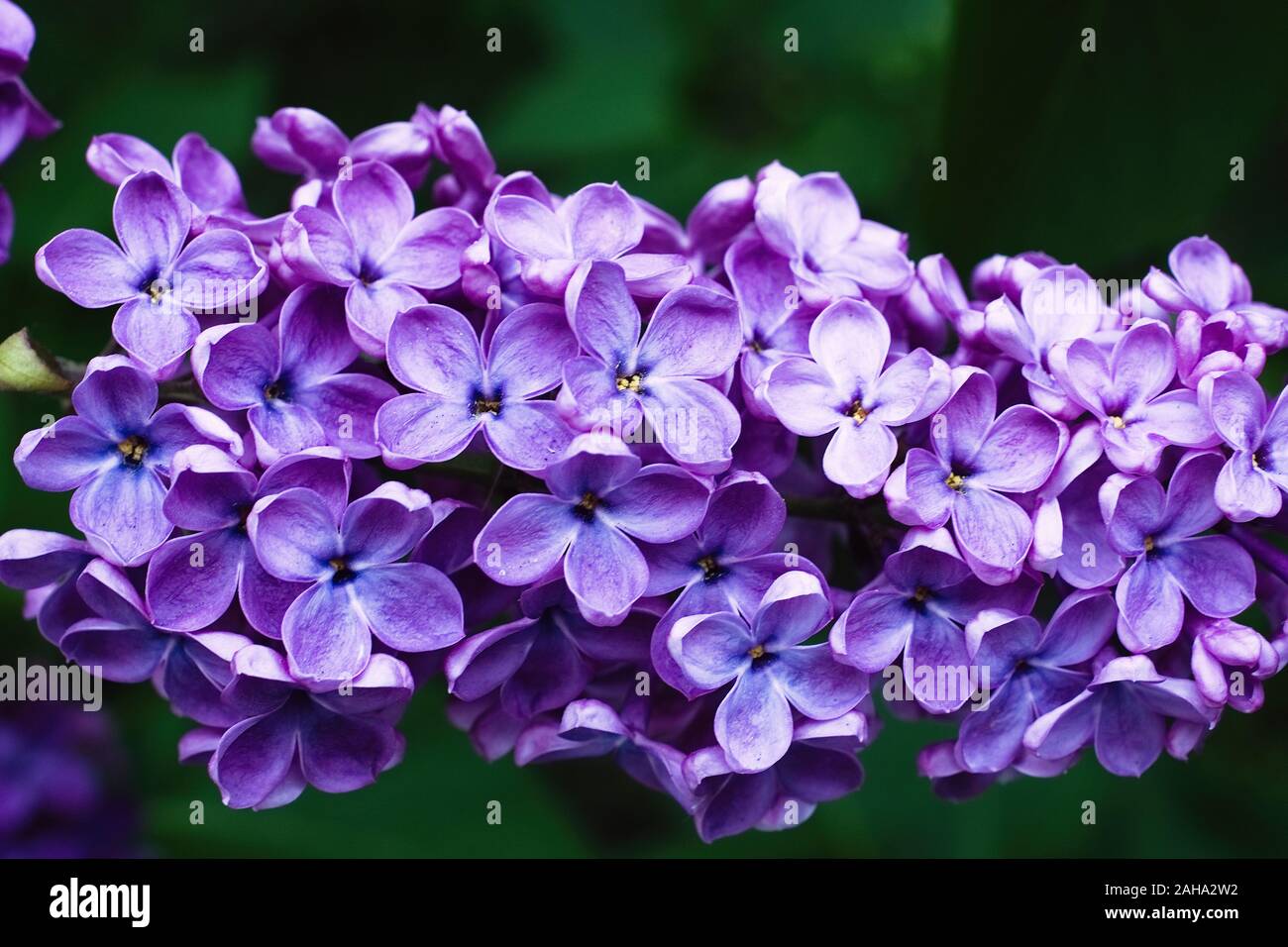 Bluhende Syringa Flieder Fruhling Blumen Im Moskauer Park Floral