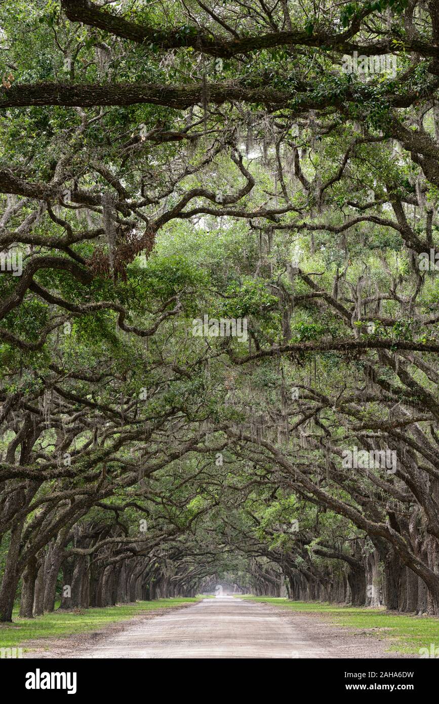 Double Line von Steineichen, Quercus virginiana, spanisches Moos, Tilandsia useneoides, Moos-hung Eichen, Eichen gesäumten Straße, historischen Wormsloe Plantation, Savannah Stockfoto