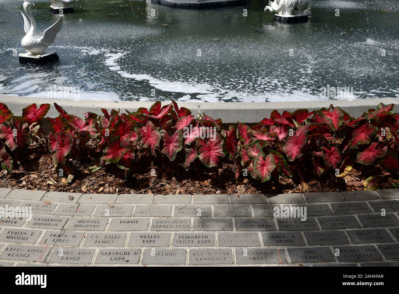 Caladium, Blätter, Laub, Forsyth Park foutain, Bekanten, Bürgersteig Blumenschau, städtischen Garten, Gartenbau, Pfad, Weg, urban Greening, Blume, Blumen, Tropica Stockfoto