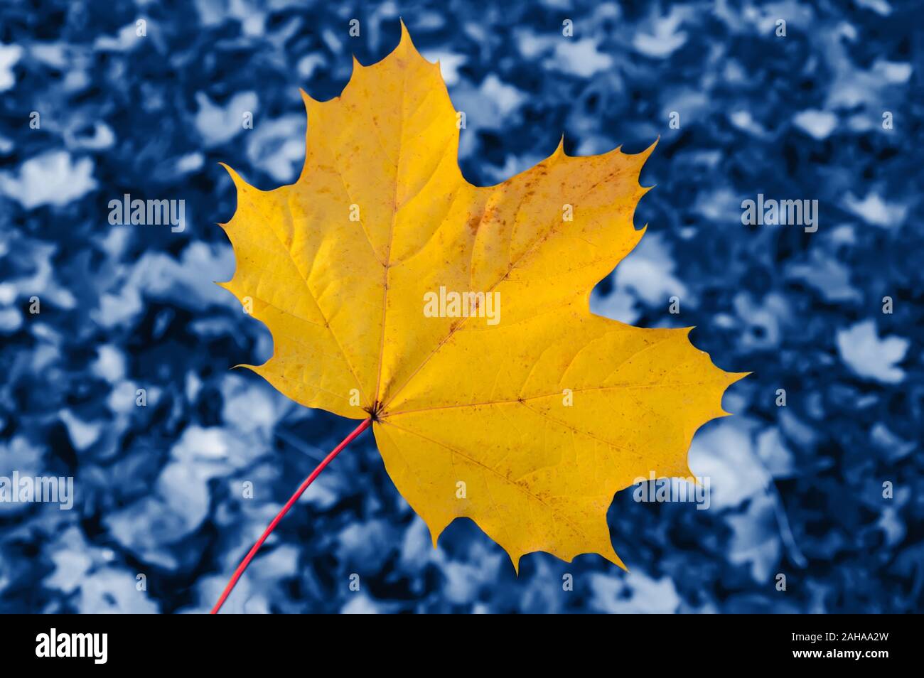 In der Nähe von grossen gelben maple leaf auf unscharfen Hintergrund Tönen in trendigen Classic Blau - die Farbe des Jahres Konzept 2020. Herbst Szene mit einem einzigen Blatt Stockfoto