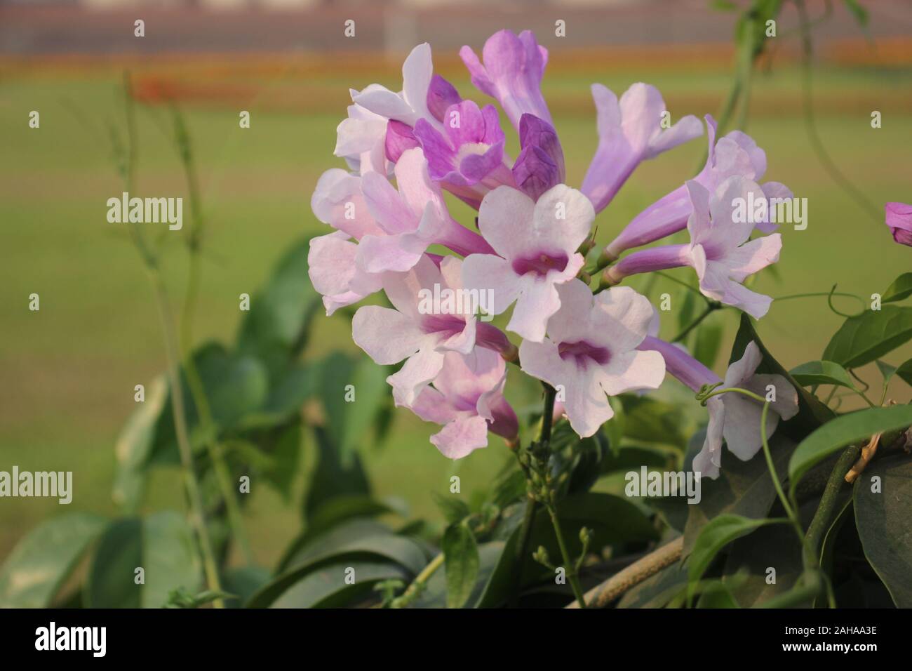 Neun Blume Stockfoto
