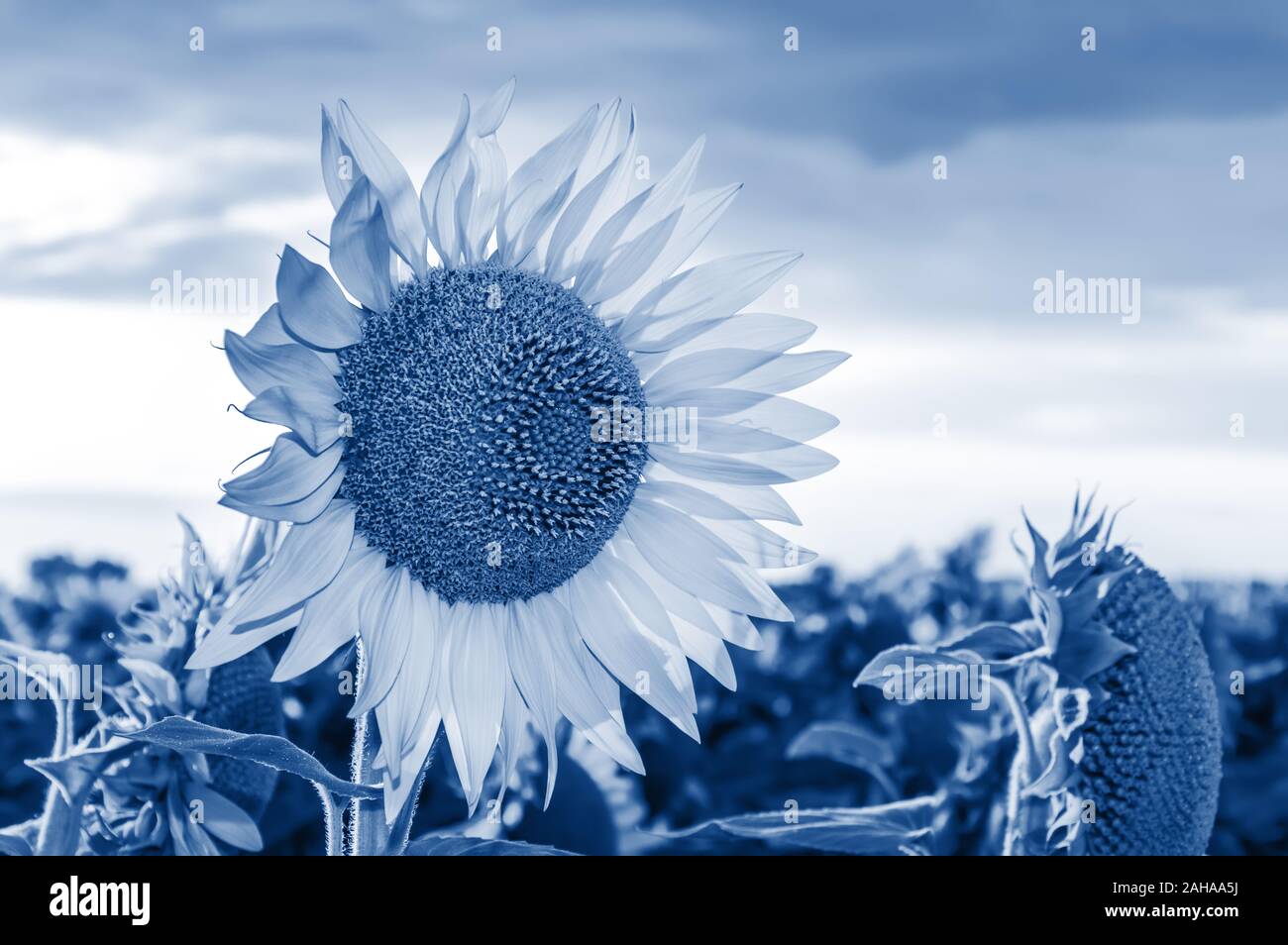 Sonnenblumenfeld. In der Nähe von blühenden Sonnenblumen getönten in trendigen Classic Blau - die Farbe des Jahres 2020. Sommer Landschaft Stockfoto