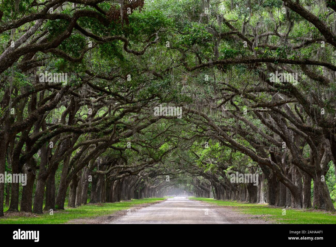 Double Line von Steineichen, Quercus virginiana, spanisches Moos, Tilandsia useneoides, Moos-hung Eichen, Eichen gesäumten Straße, Savannah, Georgia, USA, RM USA Stockfoto