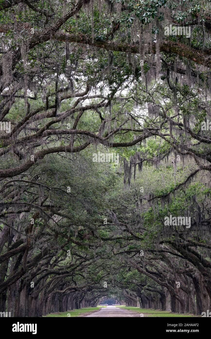 Double Line von Steineichen, Quercus virginiana, spanisches Moos, Tilandsia useneoides, Moos-hung Eichen, Eichen gesäumten Straße, historischen Wormsloe Plantation, Savannah Stockfoto