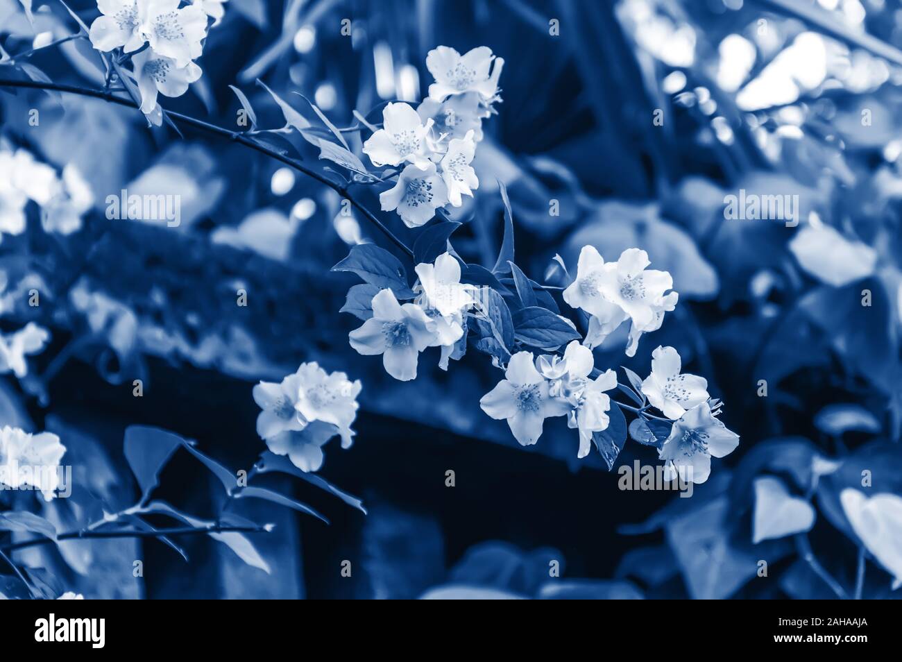 Zweig mit Jasmin Blüten und Blätter getönten in trendigen Classic Blau - die Farbe des Jahres Konzept 2020. Aromatische jasmin Blumen in voller Blüte. Natur Blumen Stockfoto