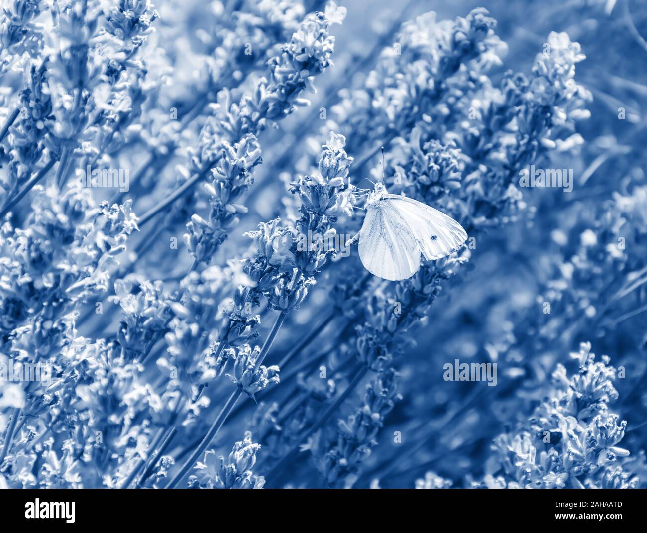 Weiß Schmetterling am Lavendel Blume getönten in trendigen Classic Blau - die Farbe des Jahres 2020. Lavendelfeld mit duftenden Blumen in voller Blüte. Natur Blumen Stockfoto