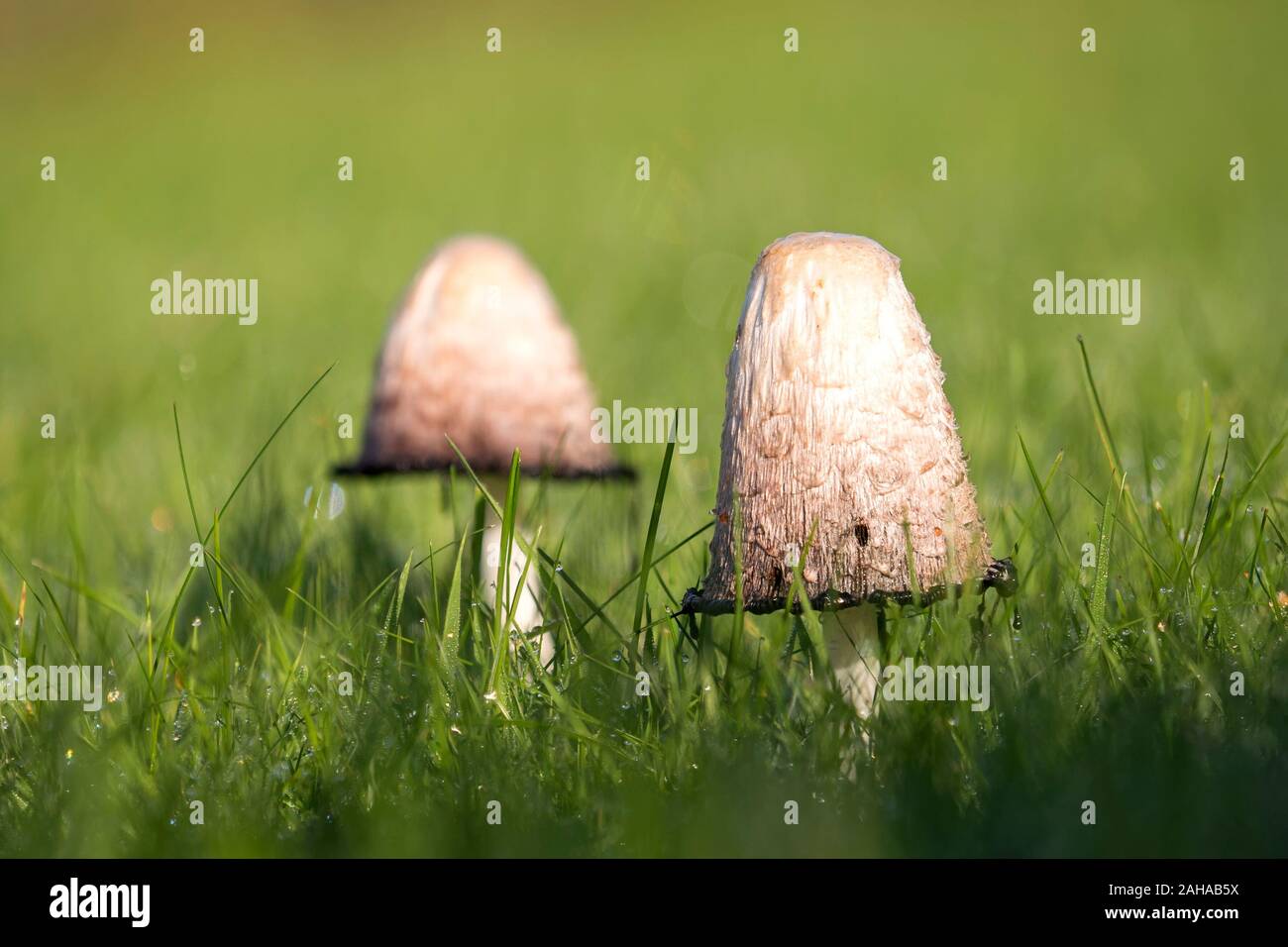Zwei Shaggy Inkcap Pilze (Coprinus comatus) auf einem Rasen. Tipperary, Irland Stockfoto