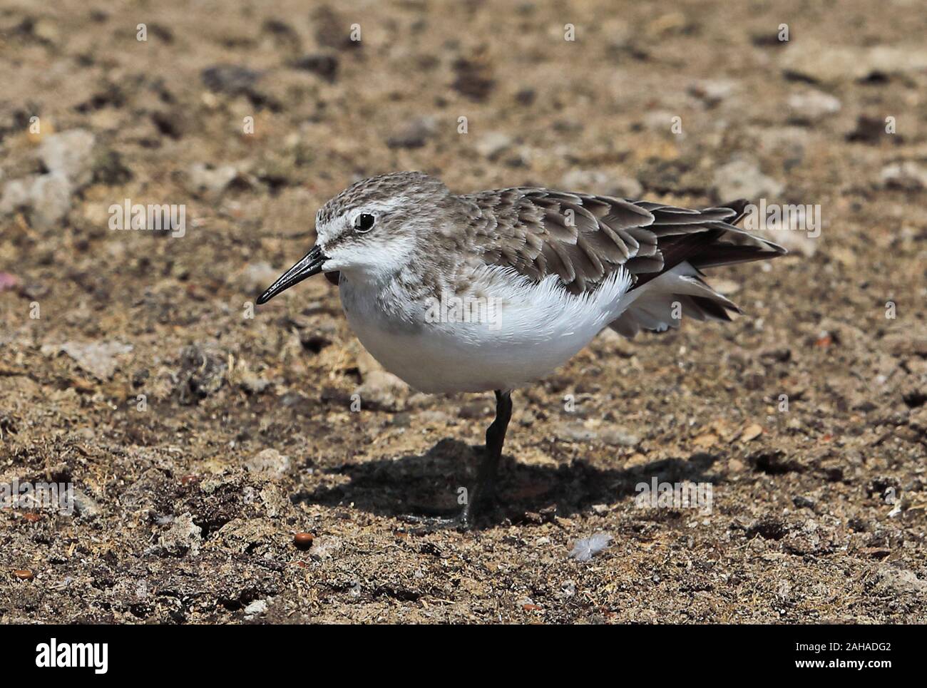 Little Stint (Calidris minuta) Erwachsenen stretching Queen Elizabeth National Park, Uganda November Stockfoto