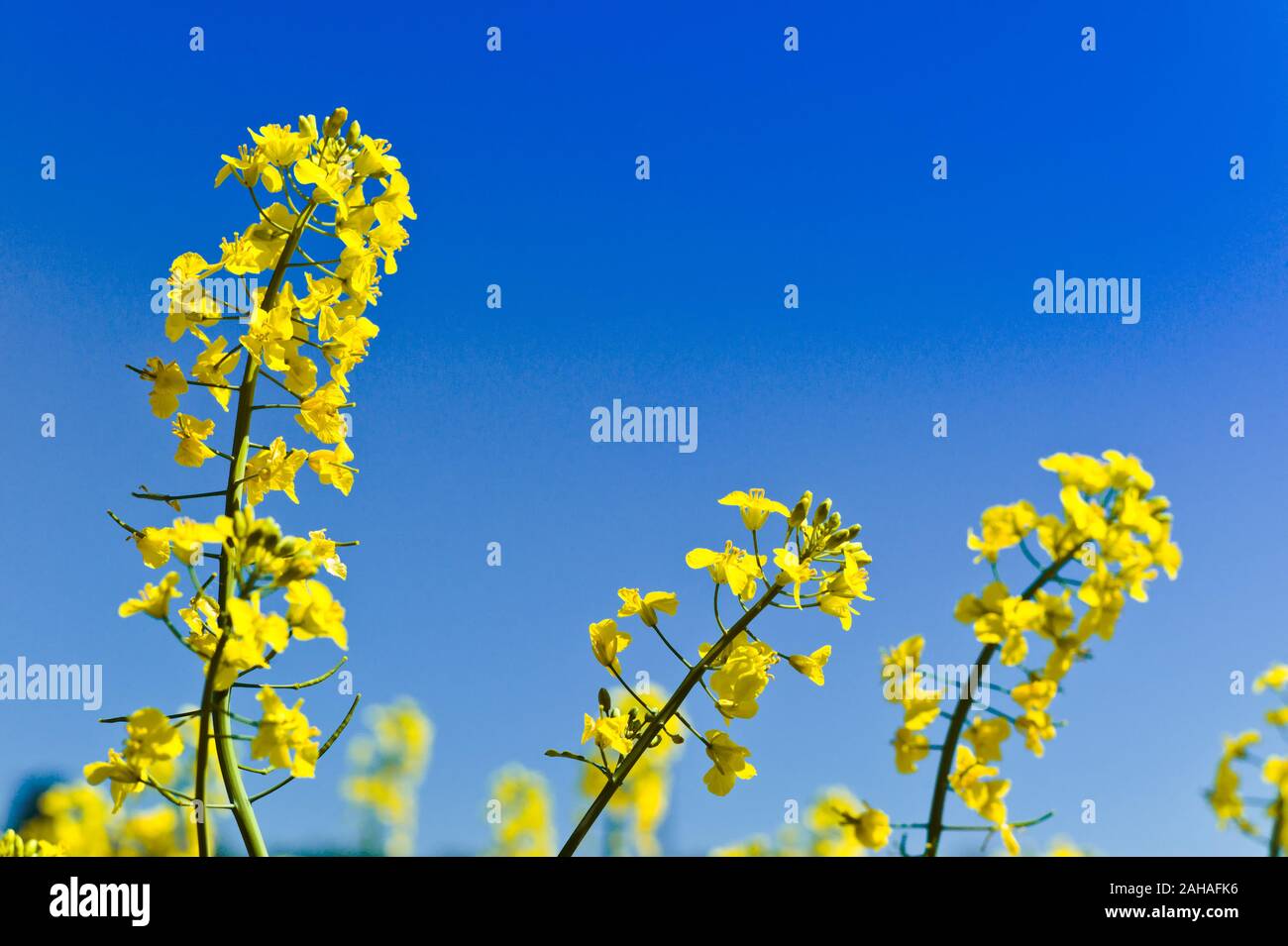 Ein gelbes Rapsfeld im Frühling, Hintergrund und Textfreiraum. Stockfoto