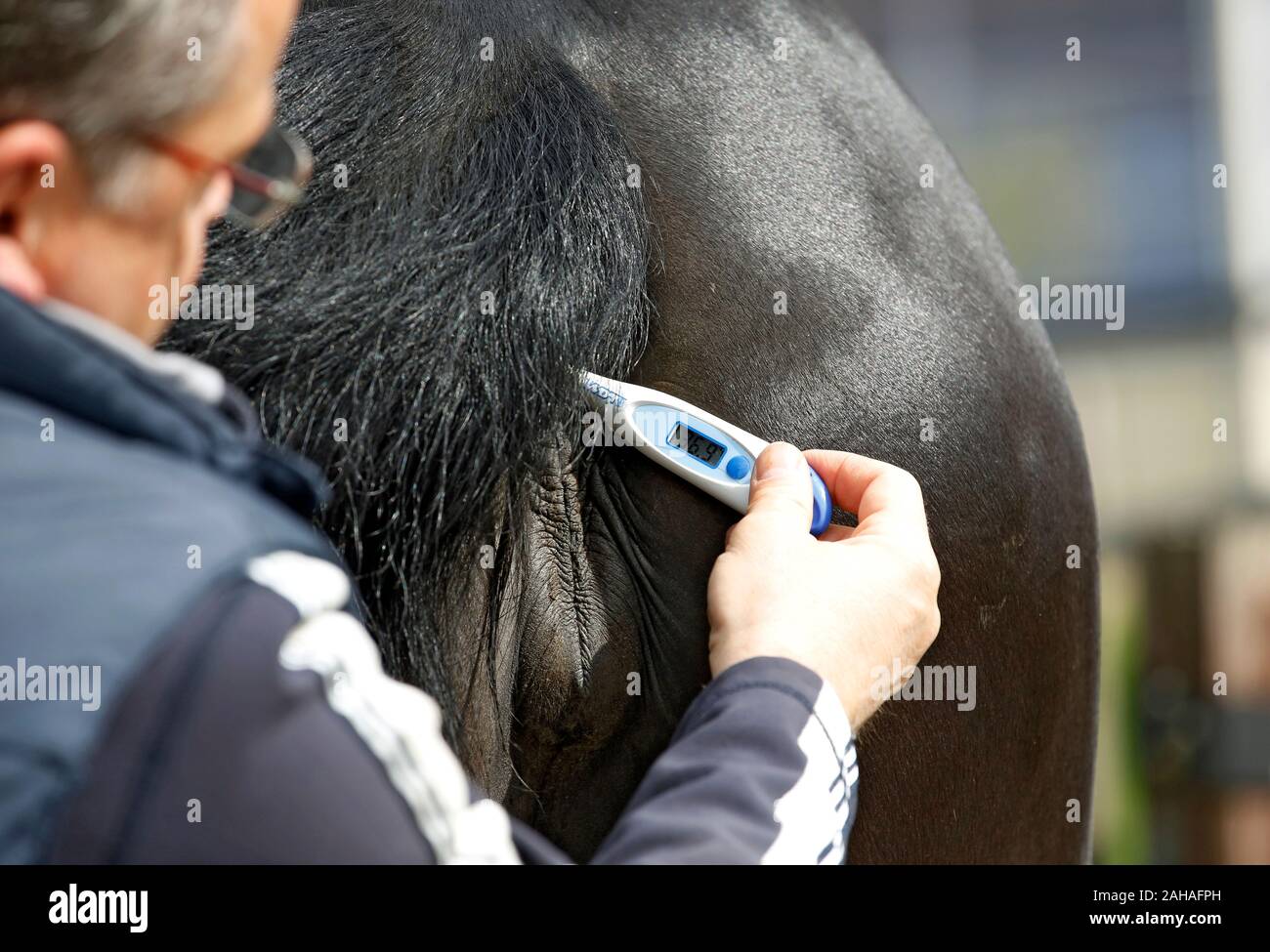 Fieber Beim Pferd Ab Wann www.alamy.de