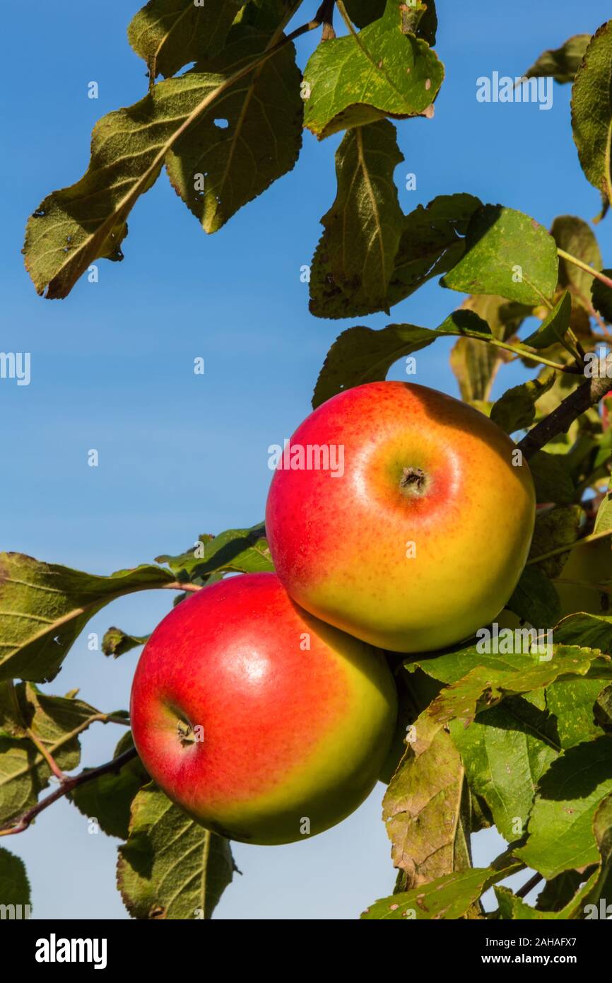 Äpfel im Herbst in einem Apfelbaum. Frische Vitamine in der bunten Jahreszeit Stockfoto