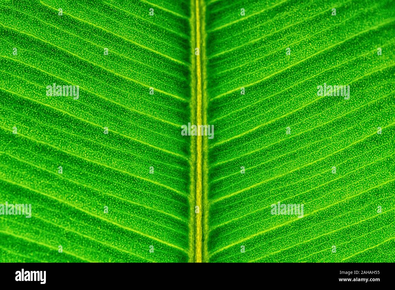 In der Nähe der Zeile Detail auf grünem Blatt elastisch Ficus für Textur Hintergrund. Close Up. Stockfoto