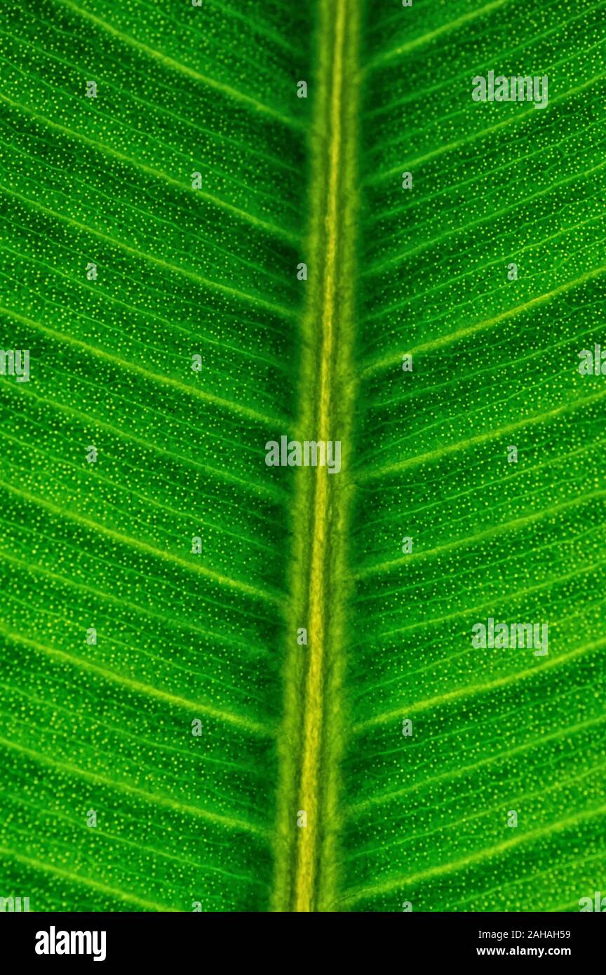 In der Nähe der Zeile Detail auf grünem Blatt elastisch Ficus für Textur Hintergrund. Vertikale Format. Close Up. Stockfoto