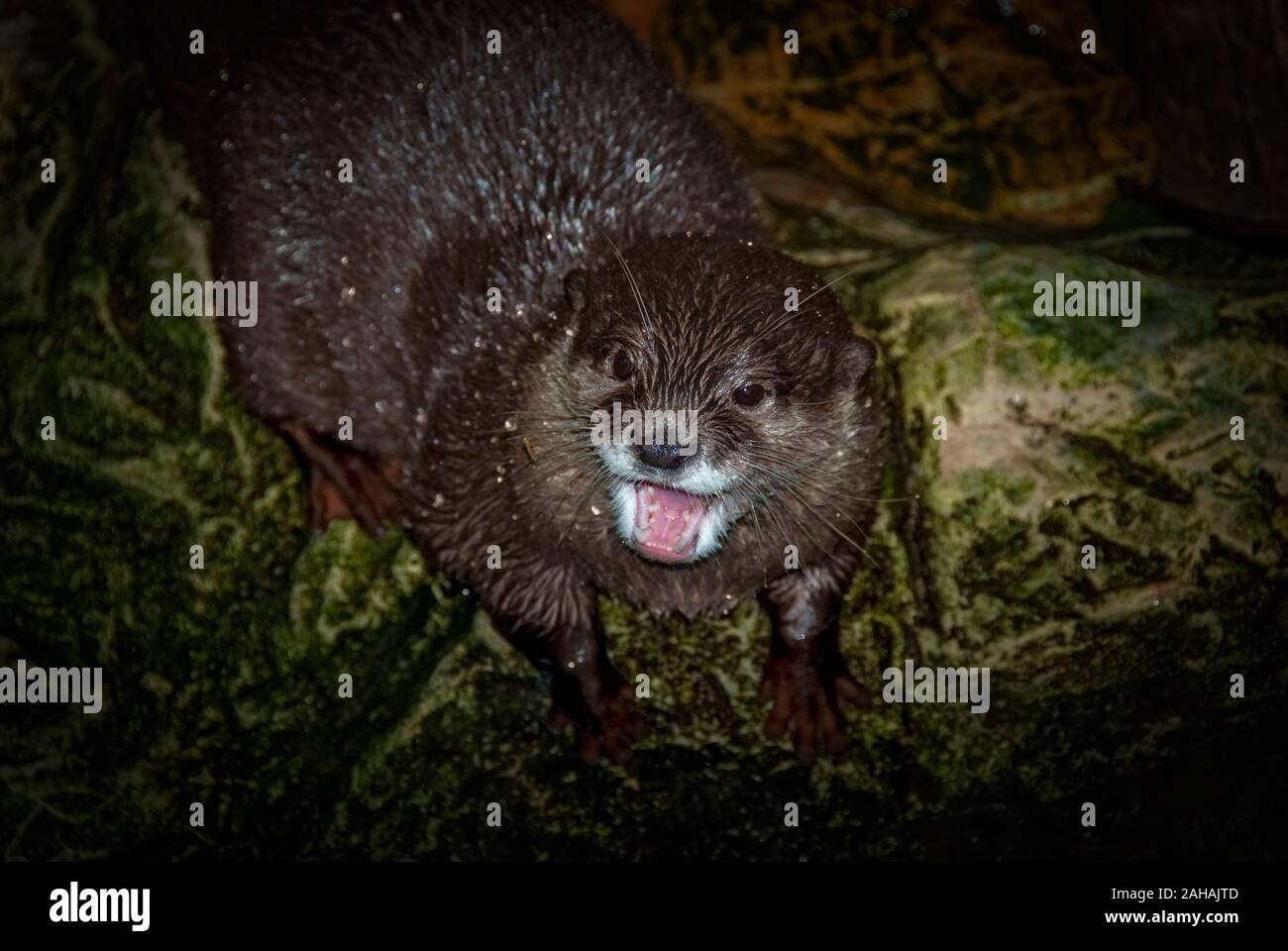 Kleine krallen Otter mit offenen Mund in dunkler Umgebung Stockfoto