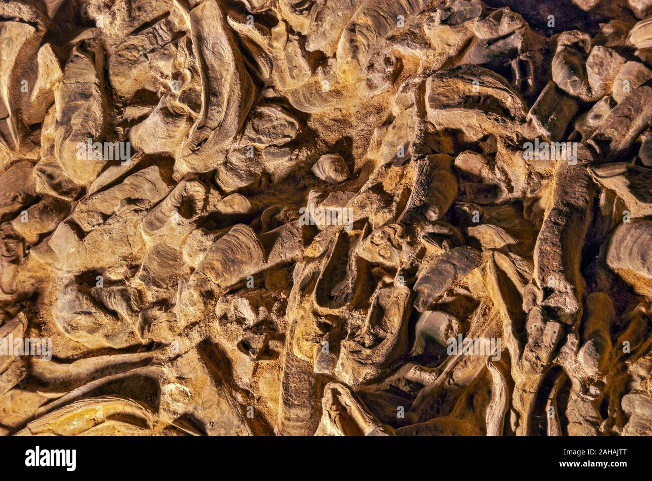 Details von einem Riff mit versteinerten Riesen Austern Stockfoto