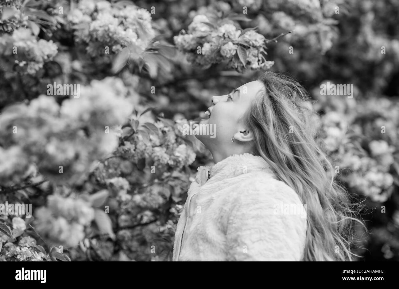 Zicklein auf rosa Blüten von Kirschbaum Hintergrund. Botanik Konzept. Kid genießen Cherry Blossom Sakura. Blumen als rosa Wolken. Sniffing Blumen. Kind genießen Sie warmen Frühling. Mädchen genießen blumige Aroma. Stockfoto