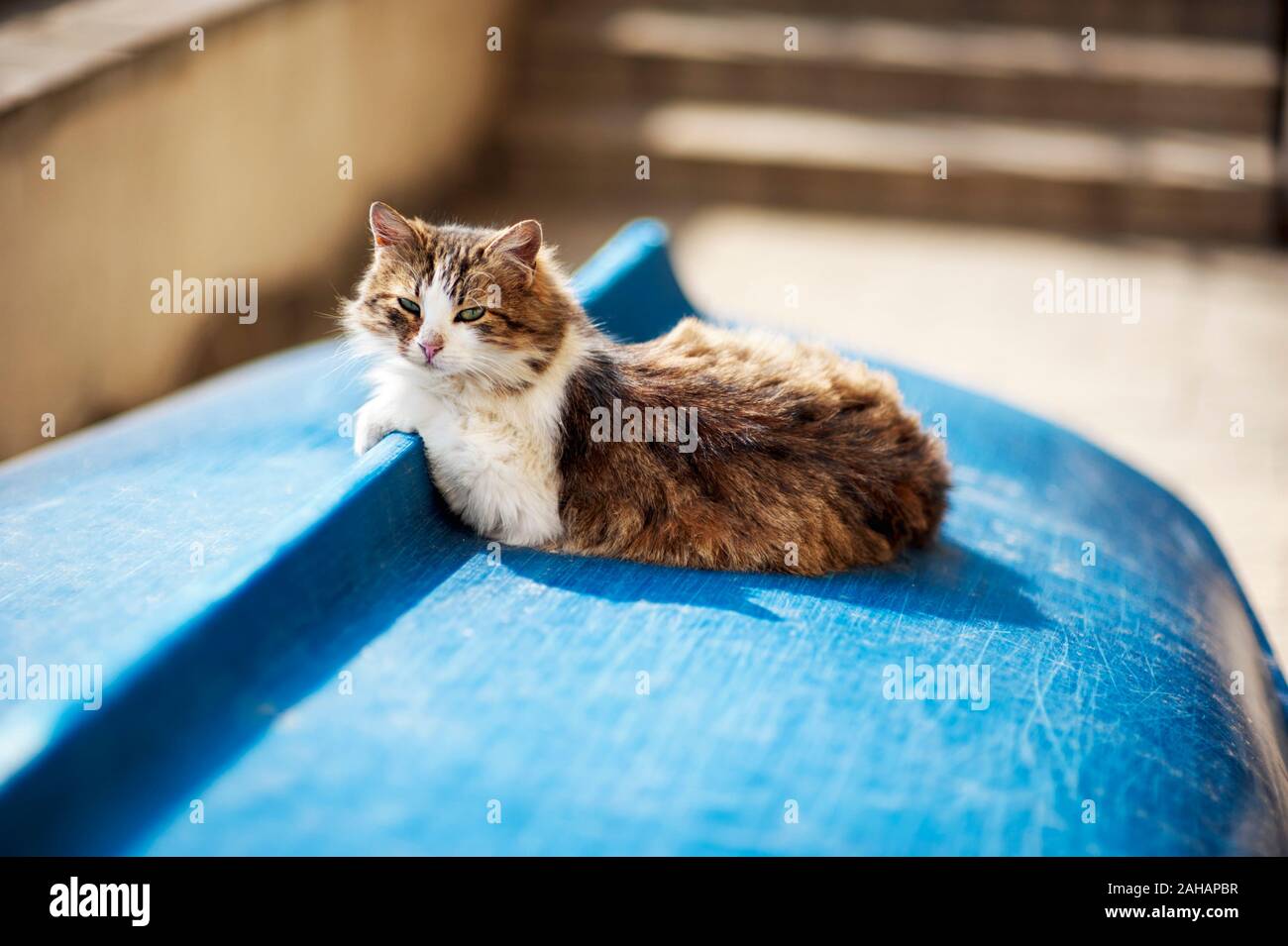 Rote Katze liegend auf blauen Boot im Hafen. Stockfoto